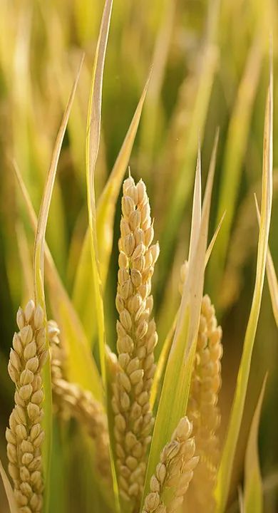 小说变现新途径:AI技术助力短视频内容创作 小说变现新途径:AI技术助力短视频内容创作