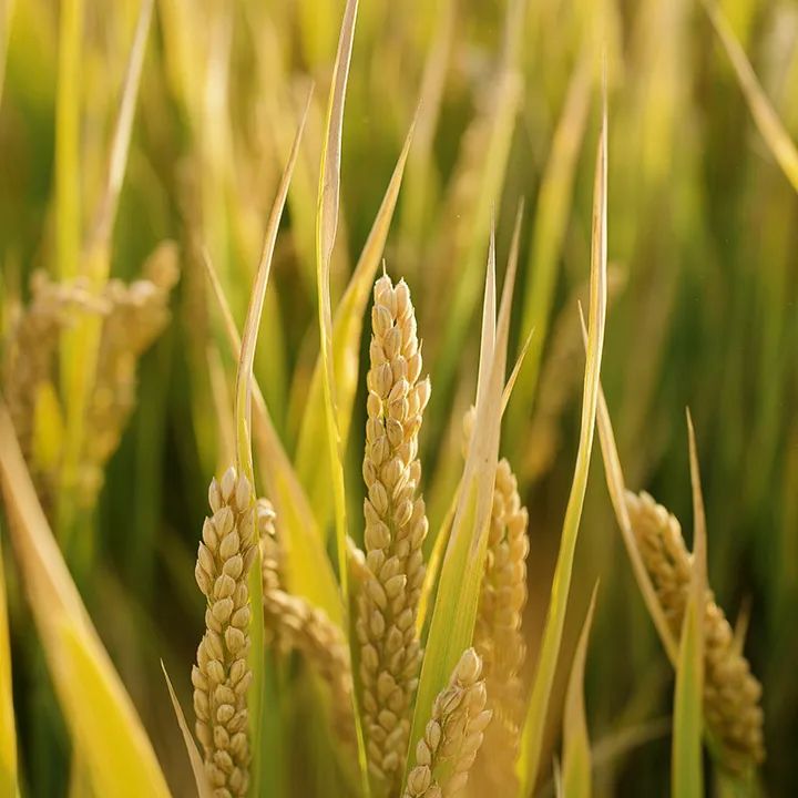 小说变现新途径:AI技术助力短视频内容创作 小说变现新途径:AI技术助力短视频内容创作