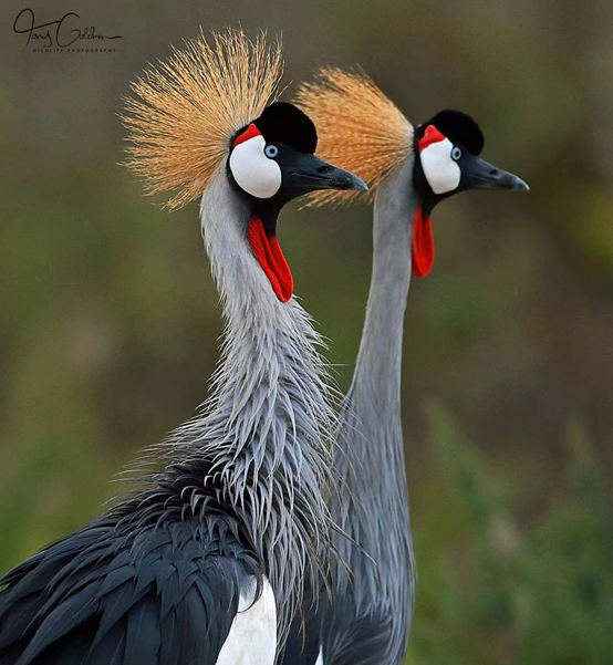 AI绘画:使用Copilot生成AI图像 AI绘画:使用Copilot生成AI图像